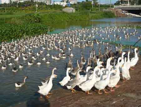NZ8